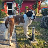 Cucciolona san bernardo