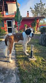 Cucciolona san bernardo