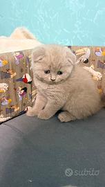 Gattini scottish fold e straight
