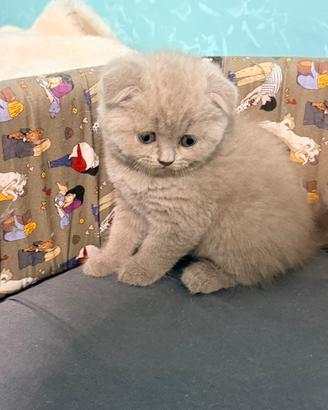 Gattini scottish fold e straight