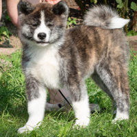 Akita inu