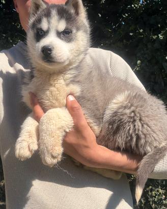 Siberian Husky con pedigree enci