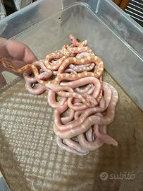 Serpente del grano