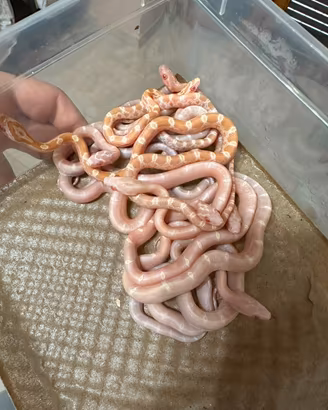 Serpente del grano