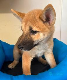 Cucciolini di shiba inu