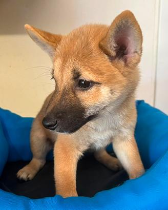 Cucciolini di shiba inu