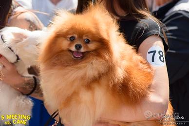 Volpino di pomerania pedigree enci