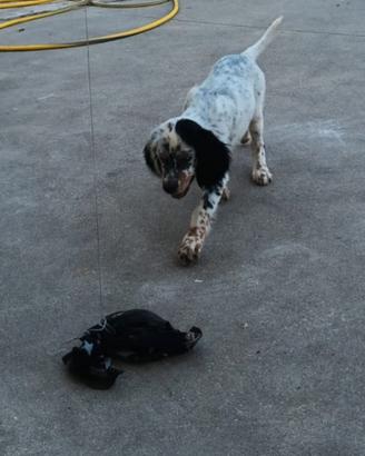 Cuccioli di setter inglese