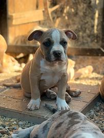 American Bully