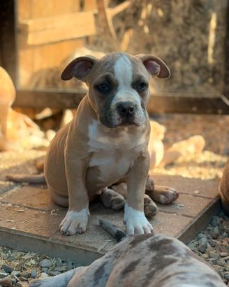 American Bully