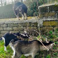 Dolci caprette razza alpina