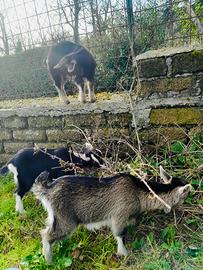 Dolci caprette razza alpina