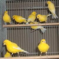 Canarini Fife Fancy gialli