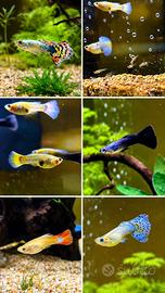 Guppy