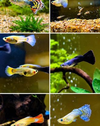 Guppy
