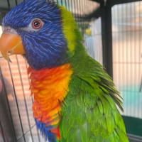 Lorichetto arcobaleno