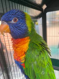 Lorichetto arcobaleno