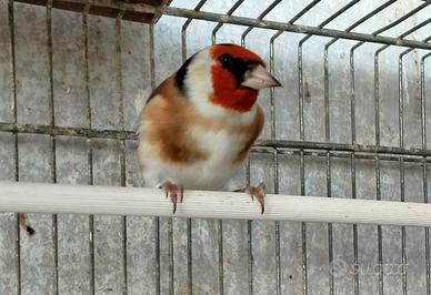 Cardellino Frigoris (Mayor)