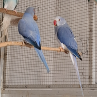 Parrocchetti dal collare