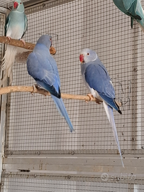 Parrocchetti dal collare