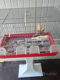 Canarini e gabbia