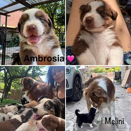 Australian Shepherd