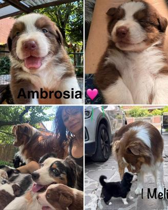 Australian Shepherd