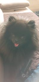 Pomerania nano per monta
