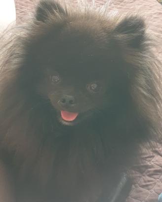 Pomerania nano per monta