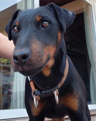 Deutscher Jagdterrier