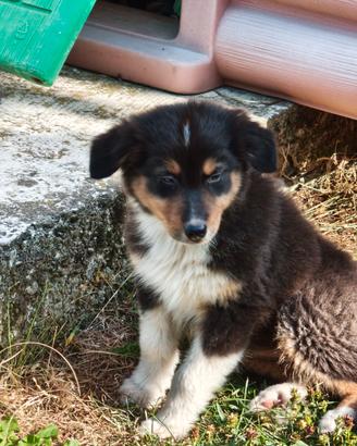 Australian shepherd cucciola femmina 