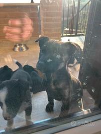 Cuccioli di cane meticcio