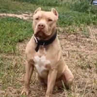 Pitbull per monta