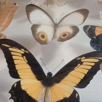 Meravigliose farfalle