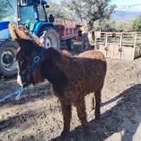 Asino di un anno docile