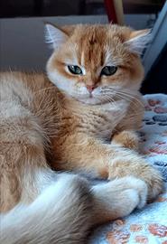 British shorthair, femmina