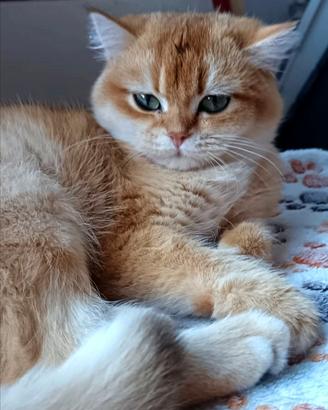 British shorthair, femmina