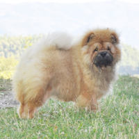 Cucciolo chow chow maschio