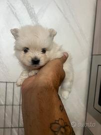 Spitz Pomerania 2 femmine e1 maschietto disponibi