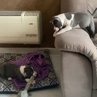 Cuccioli di american Staffordshire