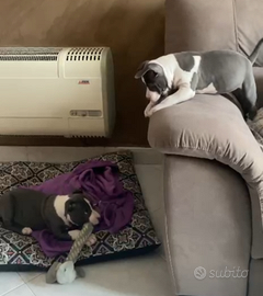 Cuccioli di american Staffordshire