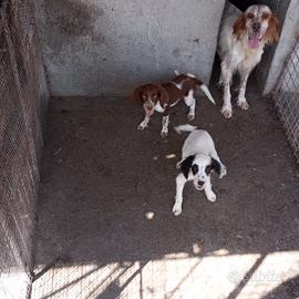 cani da caccia 