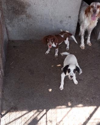 cani da caccia 
