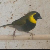 Piccoli cantori di Cuba