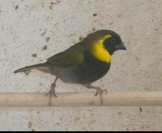 Piccoli cantori di Cuba