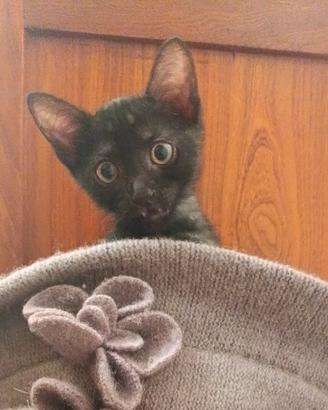 gattino nero