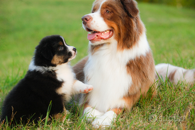 Cuccioli di pastore australiano