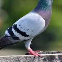 C.erco piccioni