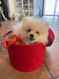 Cagnolina maschio