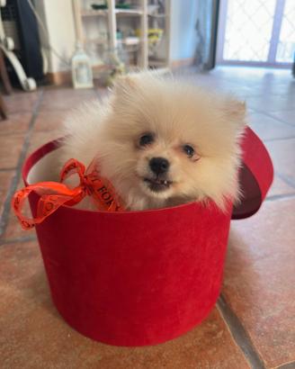 Cagnolina maschio
